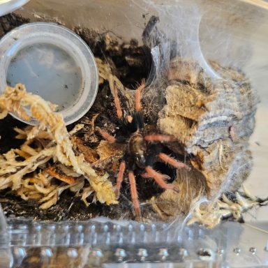 Cyriocosmus_giganteus A tarantula in a habitat with wood, substrate, and a small container.
