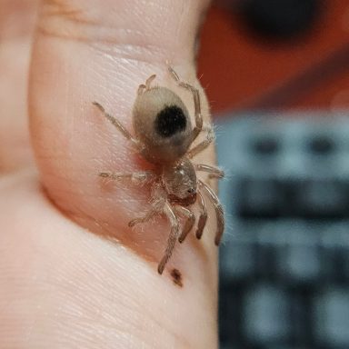 Homoeomma_chilensis A small spider perched on a person's finger.