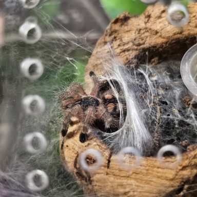 Avicularia_minatrix A spider nestled in its web, resting in a natural, textured environment.