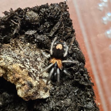 Cyriocosmus_elegans Black spider with orange markings, resting on textured soil.
