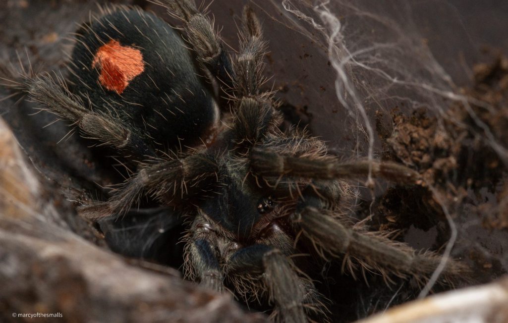 Cyriocosmus_sp_Oronegro Close-up of a tarantula with an orange marking on its back, resting on soil and webbing.