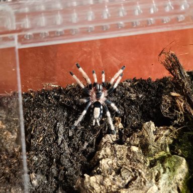 Cyriocosmus_ritae A black and brown spider with a striped abdomen on dark substrate.
