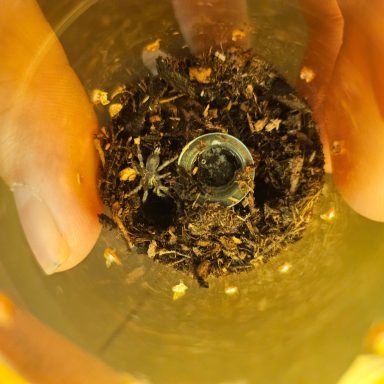 Cyriocosmus_sp_Oronegro Hands holding a clear container filled with soil and a small spider inside.