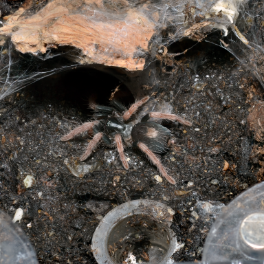 Cyriocosmus_aueri A tarantula with dark body and reddish-brown legs emerging from a burrow in the soil.