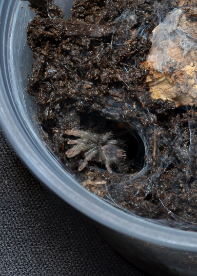 Cyriocosmus_sp_Oronegro A small spider is partially hidden in a dark, soil-filled container.
